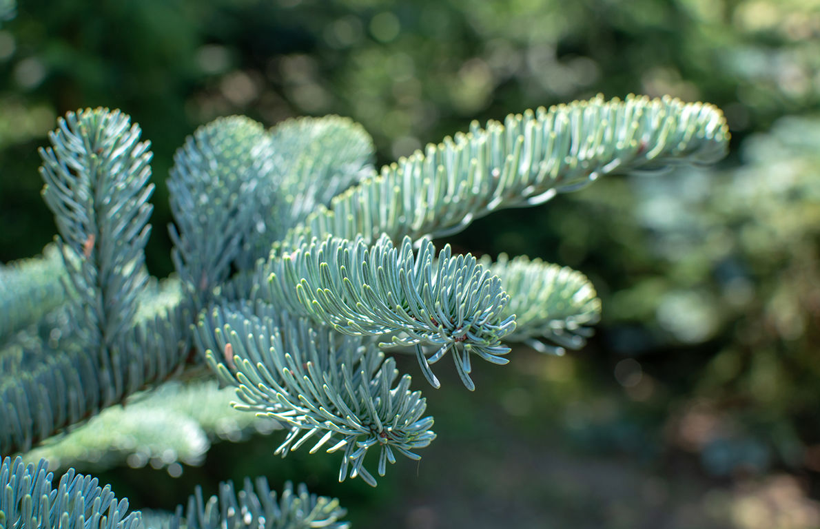 Nordmann fir